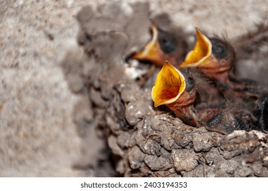 Swallow chicks, Hirundo Rustica, newborns, demanding food with their open beaks on a feather mattress, in the nest, in spring. - Powered by Shutterstock