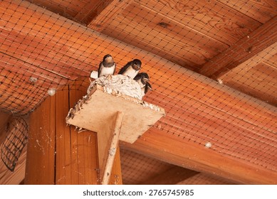 Swallow chicks in a nest under the eaves
Scenery of Saitama Prefecture