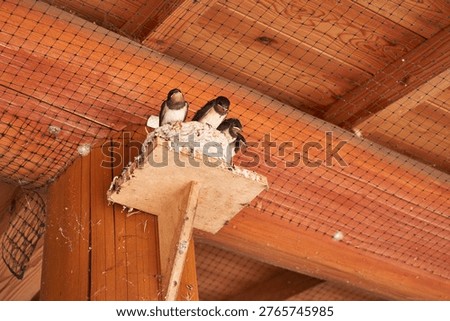 Swallow chicks in a nest under the eaves
Scenery of Saitama Prefecture