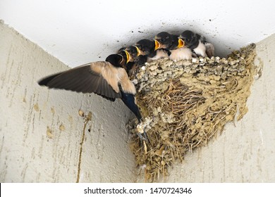 Swallow feeding small baby birds in their nest.