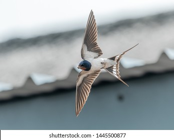 Swallow in flight with nesting material .