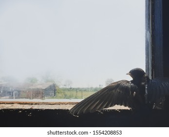 swallow in front of the window