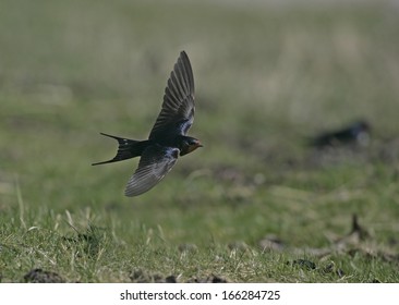 Swallow, Hirundo Rustica, Single Bird In Flight, Norfolk, UK             