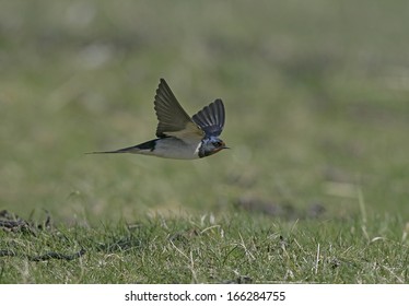 Swallow, Hirundo Rustica, Single Bird In Flight, Norfolk, UK             