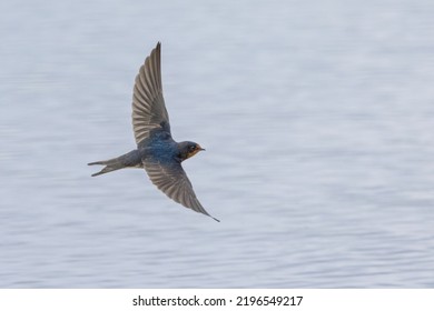 25,757 Summer Swallow Images, Stock Photos & Vectors | Shutterstock