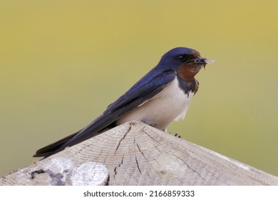 Swallow With Insects In Its Beak, North Yorkshire, UK.