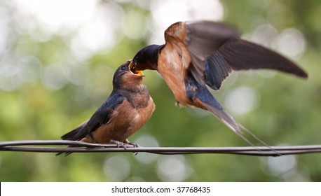 Swallow - Mother, Feeding The Baby Bird On Fly