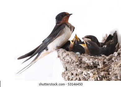 Swallow Nest