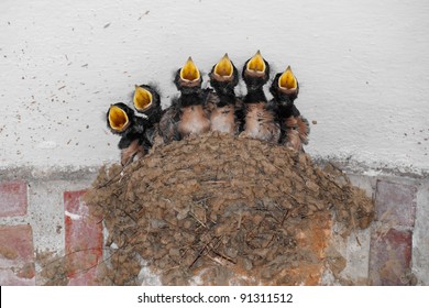 Swallow nest with six hungry baby birds calling for food