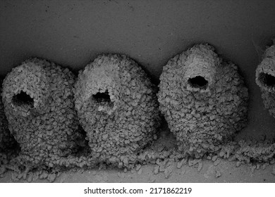 Swallow Nests Under Highway Bridge