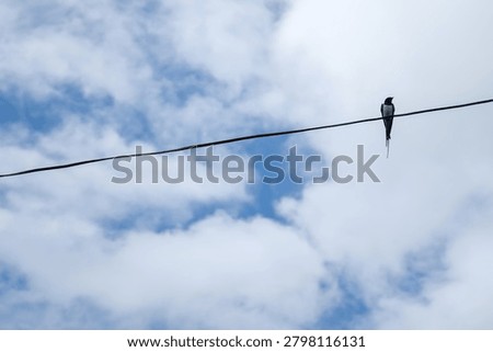 Swallow perched on a utility wire against a blue sky with soft clouds. Minimalist wildlife scene featuring a small bird resting outdoors.
