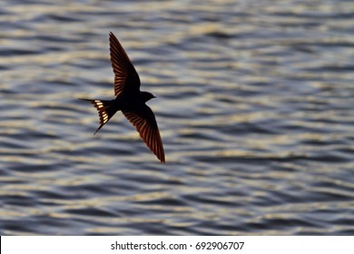 Swallow splashed wings and tail over water , wildlife