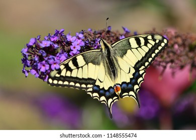 Swallow Tail Butterfly Loves Budlea