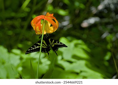 a swallow tail butterfly under a full bloom tiger lily with a green background - Powered by Shutterstock