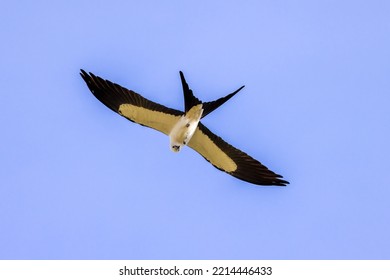 Swallow Tail Kite Gliding On Blue Sky In Florida