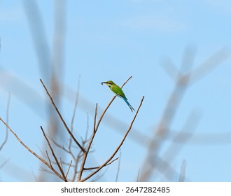 Swallow Tailed Bee Eater With a Bee in Its Bill Near Victoria Falls in Zimbabwe