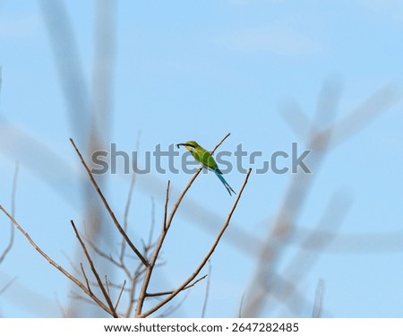 Swallow Tailed Bee Eater With a Bee in Its Bill Near Victoria Falls in Zimbabwe
