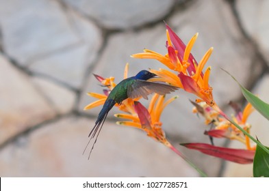 Swallow Tailed Hummingbird