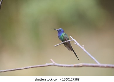 Swallow Tailed Hummingbird From The Atlantic Forest Of São Paulo, Southeast Brazil 