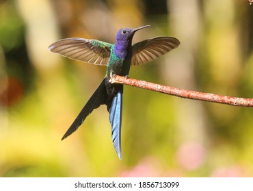 Swallow Tailed Hummingbird In Brazil