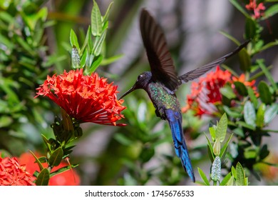 Swallow Tailed Hummingbird At Dwarf Ixora
