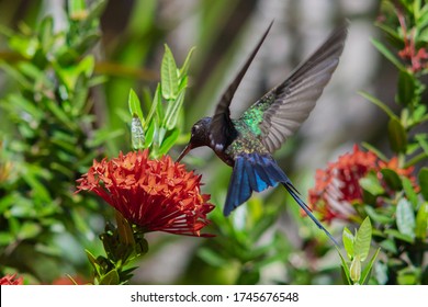 Swallow Tailed Hummingbird At Dwarf Ixora
