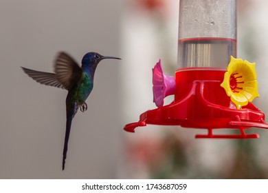 Swallow Tailed Hummingbird At Feeder