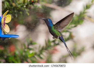 Swallow Tailed Hummingbird At Feeder