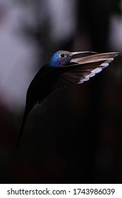 Swallow Tailed Hummingbird In Flight