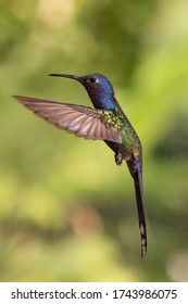 Swallow Tailed Hummingbird In Flight