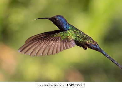 Swallow Tailed Hummingbird In Flight