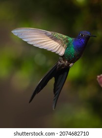 Swallow Tailed Hummingbird In Flight