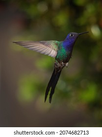 Swallow Tailed Hummingbird In Flight