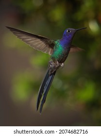 Swallow Tailed Hummingbird In Flight