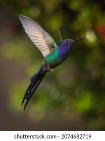 Swallow Tailed Hummingbird In Flight