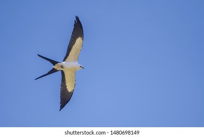 Swallow Tailed Kite Flying Over Our Heads In Costa Rica Against A Clear Blue Sky