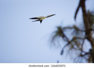 Swallow Tailed Kite Protecting Nest