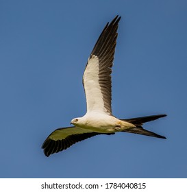 Swallow Tailed Kite Soaring In The Morning Sun