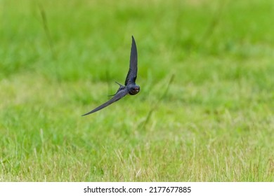 Swallow Is Turn Flying Around In The Green Background