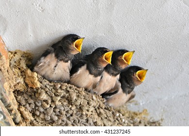 Swallows, Babies In The Nest