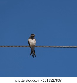 SWALLOWS - Birds sitting on overhead power line wires - Powered by Shutterstock