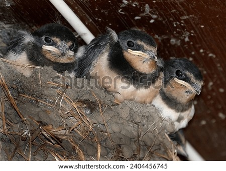 The swallows, martins, and saw-wings, or Hirundinidae, are a family of passerine songbirds found around the world on all continents, including occasionally in Antarctica