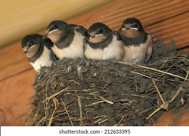 Swallows In A Nest