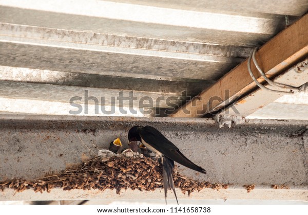 Swallows Nest Baby Barn Swallow Patiently Stock Photo Edit Now