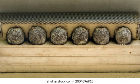 Swallow's Nests Under A Roof Overhang 