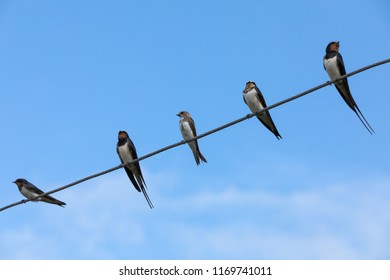 Swallows On Wire (Hirundinidae) 