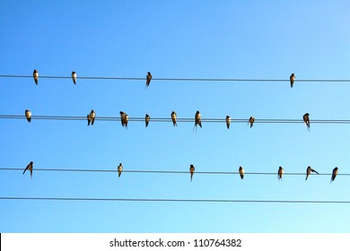 A lot of swallows on wires under a blue sky