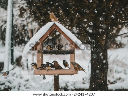 Swallows and other birds are feeding during winter. Snow is falling and they are sitting in a bird house.