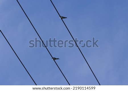 Swallows sitting on wire before migrating to south. End of summer and upcoming fall or autumn concept. 