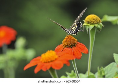 Swallowtail butterfly
